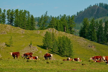 Fototapeta na wymiar Russia. Gorny Altai. A herd of cows graze in the valley of the Yabogan River, surrounded by mountains with larch trees.