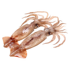 Fresh squid isolated on white background 