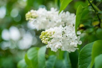Spring lilac white flowers