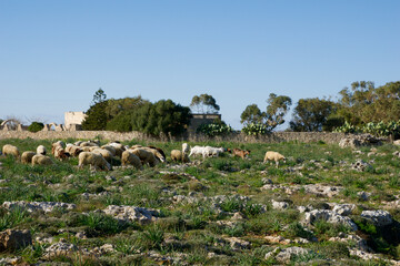 Fototapeta na wymiar DINGLI, MALTA - 02 JAN, 2020: Sheep grazing on scrub land by Dingli Aviation radar station near the cliffs
