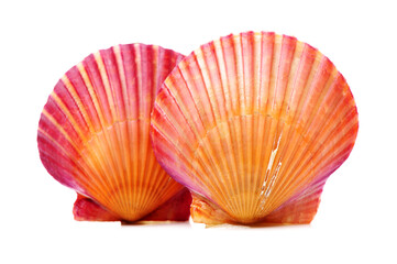 Fototapeta premium Raw scallop on white background 
