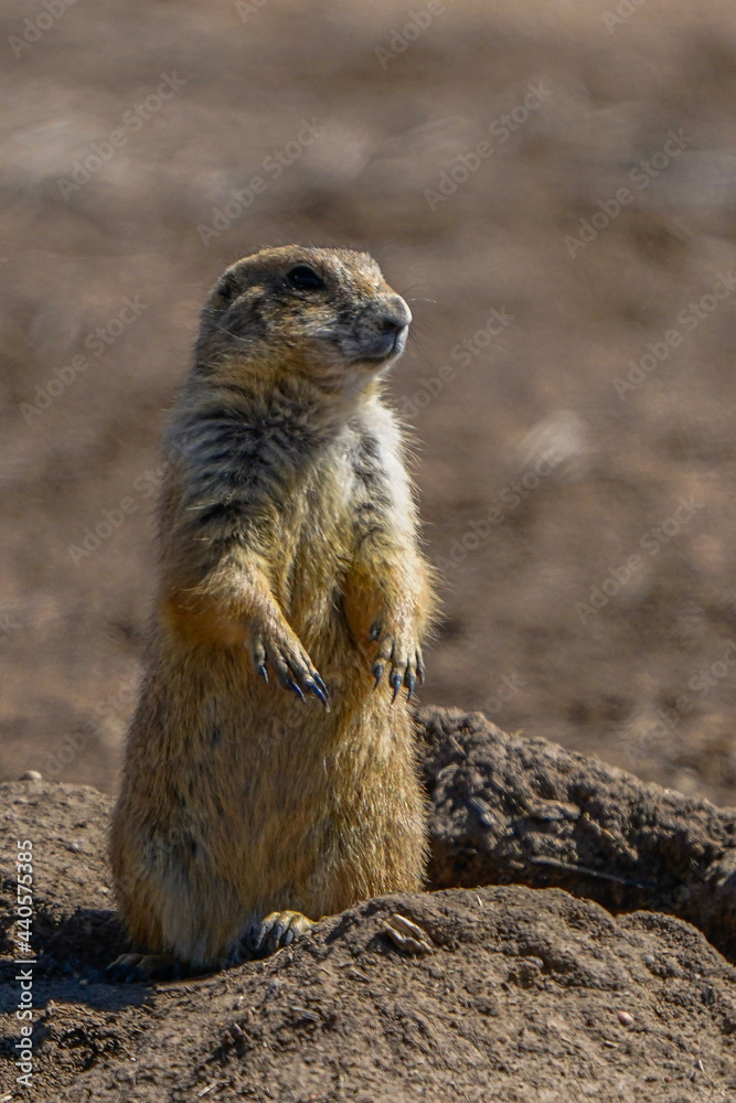 Canvas Prints meerkat on guard