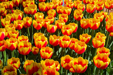 Tulips of the China Girl species.