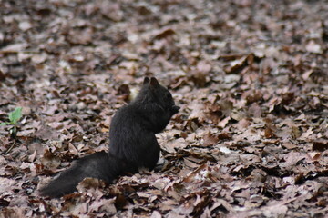Eichhörnchen