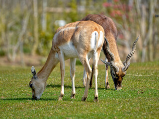 Male and female blackbucks (Antilope cervicapra) also known as the Indian antelope, is an antelope native to India and Nepal, grazing and seen from front