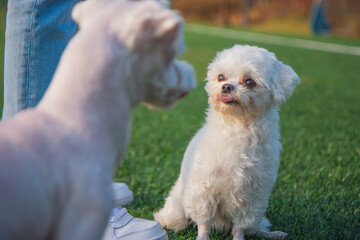 다른 강아지를 보면서 메롱하는 모습