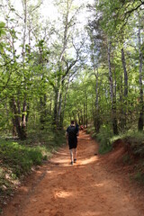 path in the woods