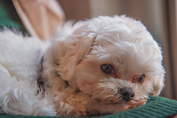 엎드려있는 강아지 사진