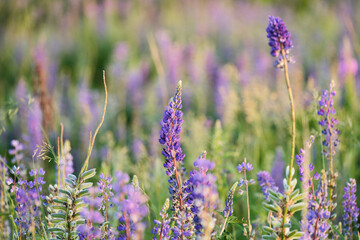 A clearing with wild blue lupines in the rays of the setting sun. Selective focus.