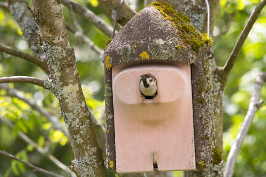 An Eurasian tree sparrow (Passer montanus) looks out of his nest box