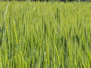 Green ears of barley in a large field
