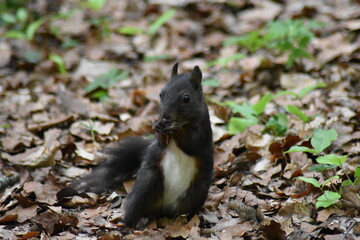 Eichhörnchen