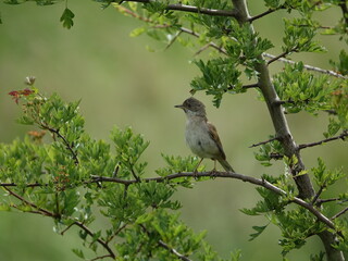 male common whitethroat (Sylvia communis) perched on hawthorn branch