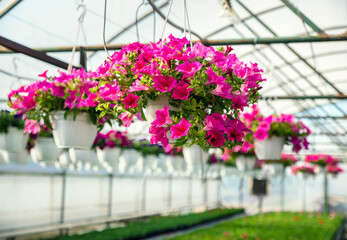 Fototapeta na wymiar Backgound of petunias in the greenhouse