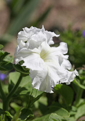 White Petunia flower, macro, close-up