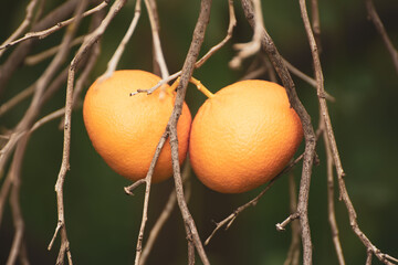 Tangerine garden with fruits