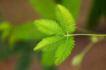 Mimosa Pudica Sensitive Plant