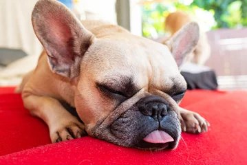 Photo sur Aluminium Bulldog français フレンチブルドッグの寝姿 