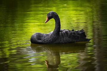 Black Swan With Eyes Closed - obrazy, fototapety, plakaty