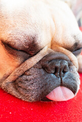 フレンチブルドッグの寝姿
