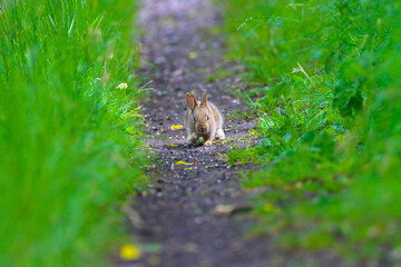 A Small Wild Rabbit running along a Footpath, County Durham, England, UK.