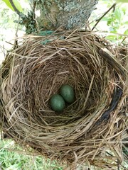 The nest contains two dark green bird eggs.