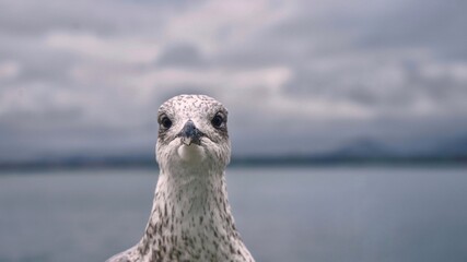 Seagull looking at camera near the sea