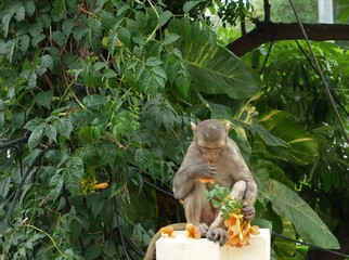 Rhesus macaque monkey eating orange flowers while sitting on a wall in Delhi in India