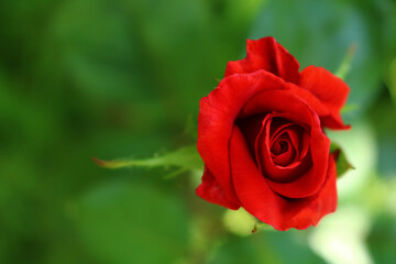 Beautiful red rose in a garden with lush greenery background