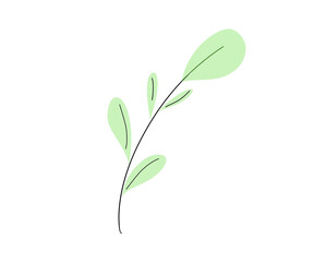 Fototapeta na wymiar vector leaf, botanical illustration leaves, flower flat graphic. simple graphic illustration of a flower, doodle illustration leaves
