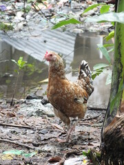 range chicken in the farm