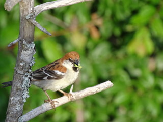 Indian sparrow in Himalaya