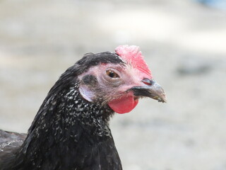 portrait of a chicken