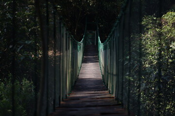 Obraz premium bridge in the forest