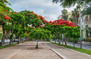 Fototapeta premium Delonix regia ( Royal Poinciana) trees blooming on Boulevard Rothschild in Tel Aviv.