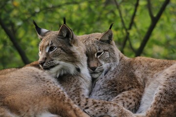 Luchs - Lynx