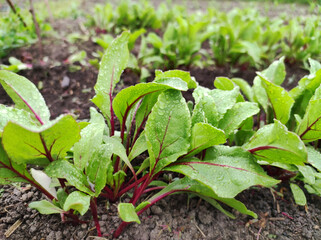 The beetroot or table beet, red garden beet. Dew on beet leaves.