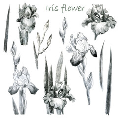 Illustration, pencil. Iris flowers. Freehand drawing. Iris branches. Iris leaves. Set.