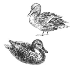 Duck, set. Freehand pencil illustration. Sketch, sketch of a bird.