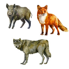 Watercolor illustration, set. Forest animals hand-drawn in watercolor. Fox, wolf, boar.