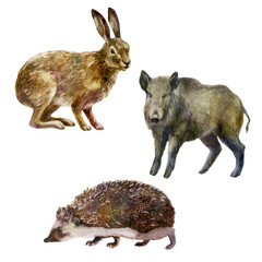 Watercolor illustration, set forest animals hand-drawn in watercolor. Hare, hedgehog, wild boar.