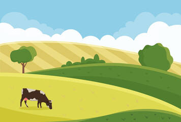 a cow grazes in a summer meadow