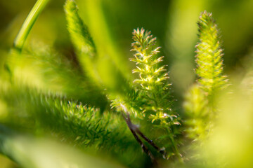 Extreme close-up of small wild plant, reverse lens macro with very shallow depth of field focus. Blurred green background