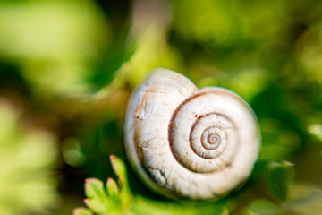 Extreme close-up of the spiral shell of a wild white snail, reverse lens macro with very shallow depth of field focus. Blurred background
