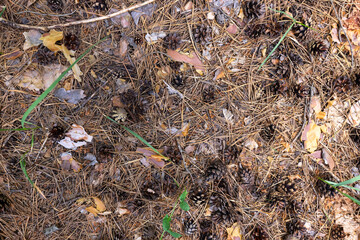 Fir cones lie on needles in a pine forest, texture, background.