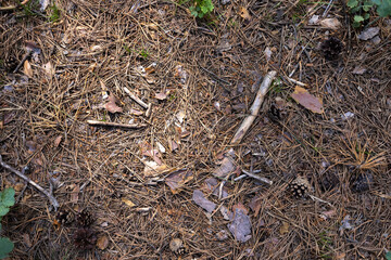 Fir cones lie on needles in a pine forest, texture, background.