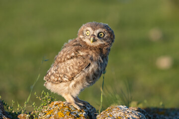 Little Owl, Athene noctua. Portrait owlet bird Close up
