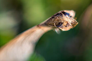 Extreme close-up of tree seed, reverse lens macro with very shallow depth of field focus. Blurred background
