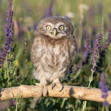 Little Owl, Athene noctua. Portrait owlet bird in the wild. Close up