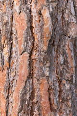 Pine trunk in pine forest close-up